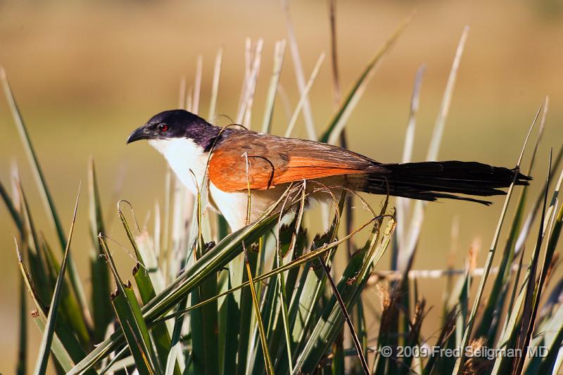 20090613_161420 D3 X1.jpg - Please e-mail me if you know the names of any of these birds